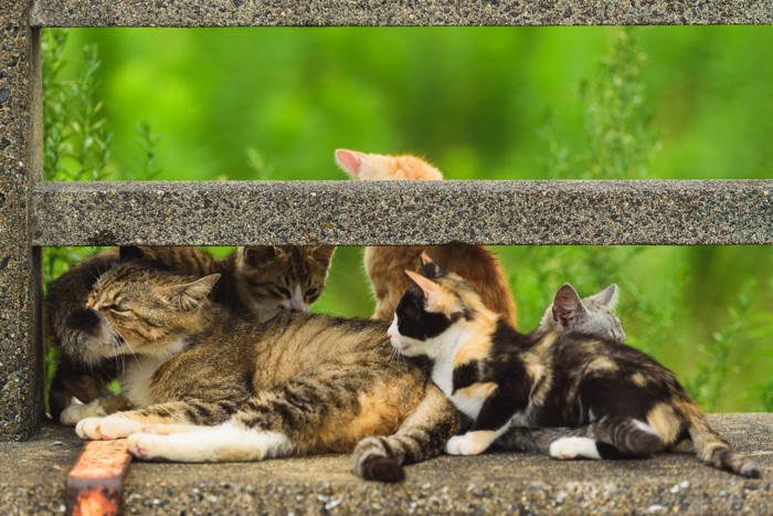 子猫と親猫