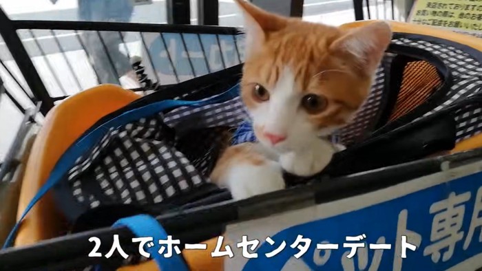 カートに乗る猫