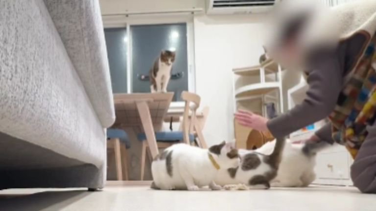 室内にいる猫たち