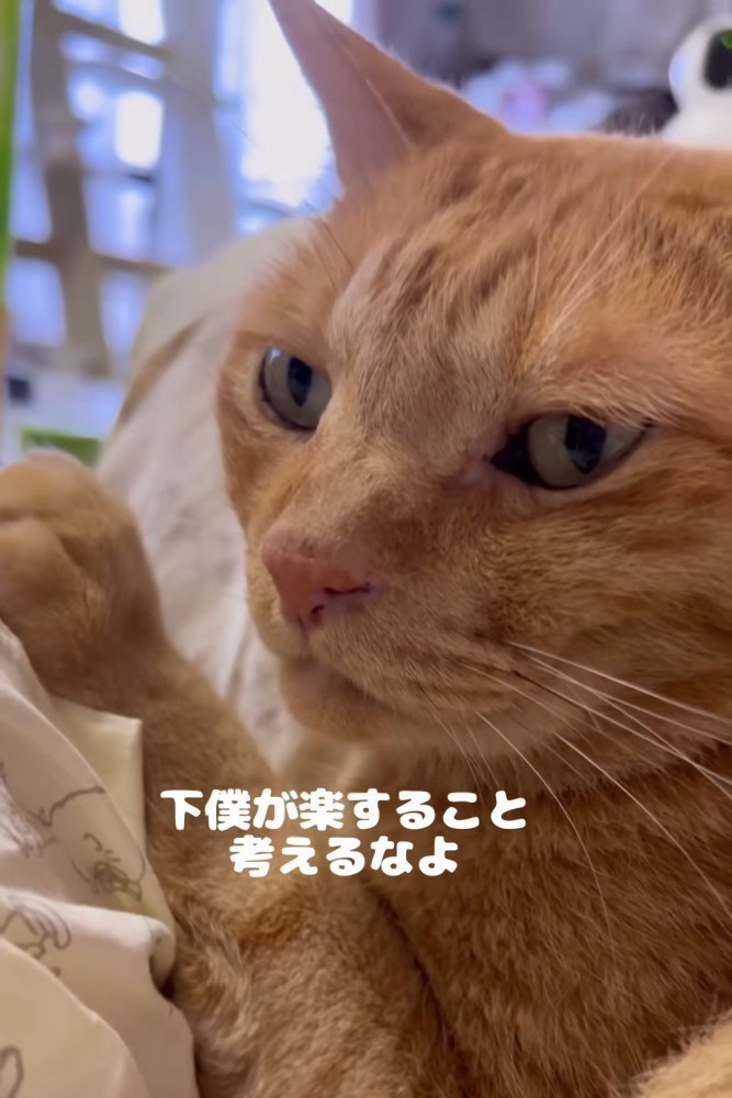 鋭い目つきの猫