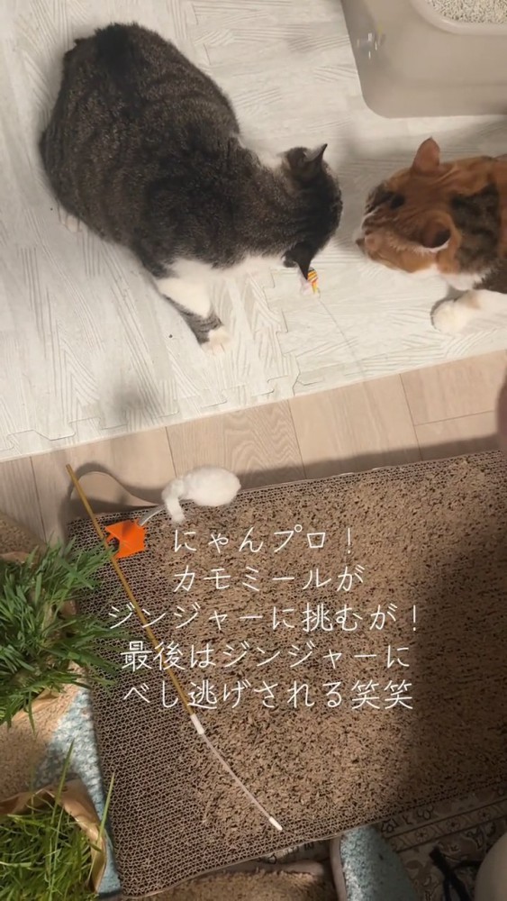 向かい合う2匹の猫