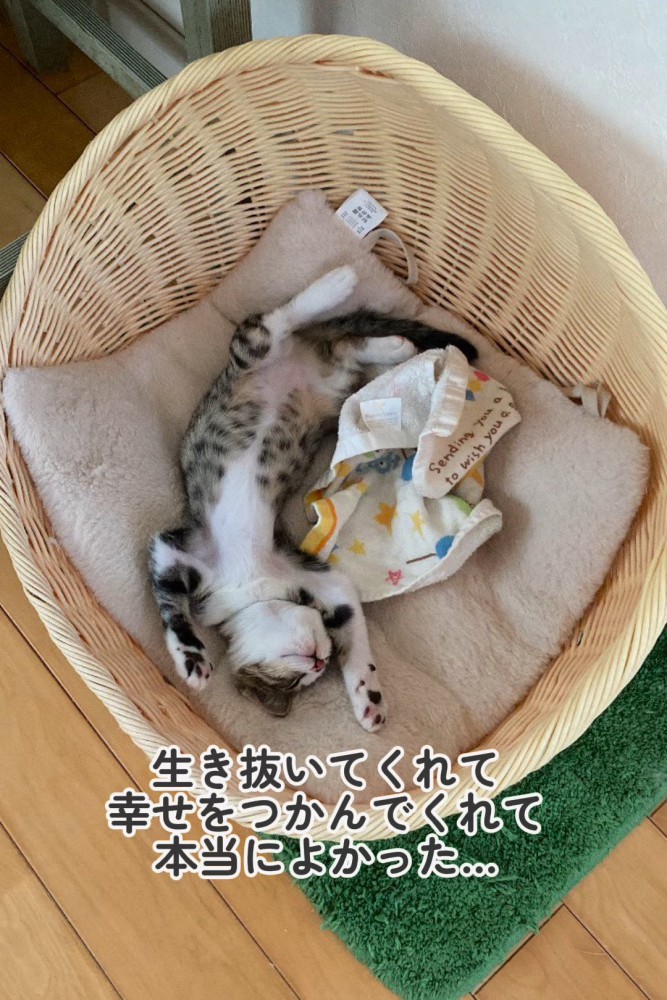 仰向けの子猫