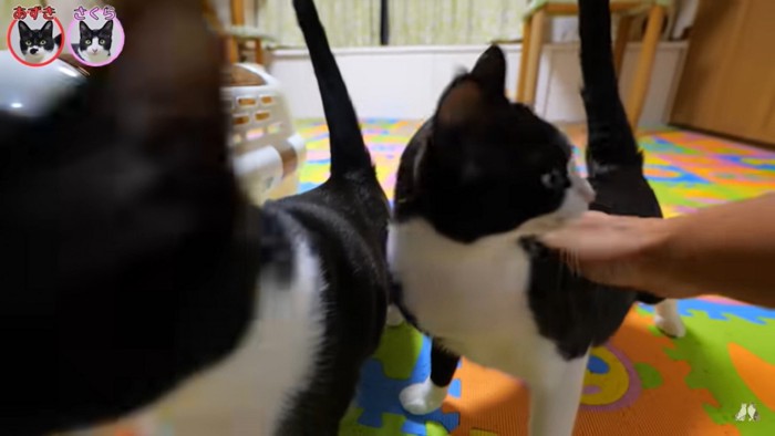 あずき・さくら「パパさん久しぶり~」