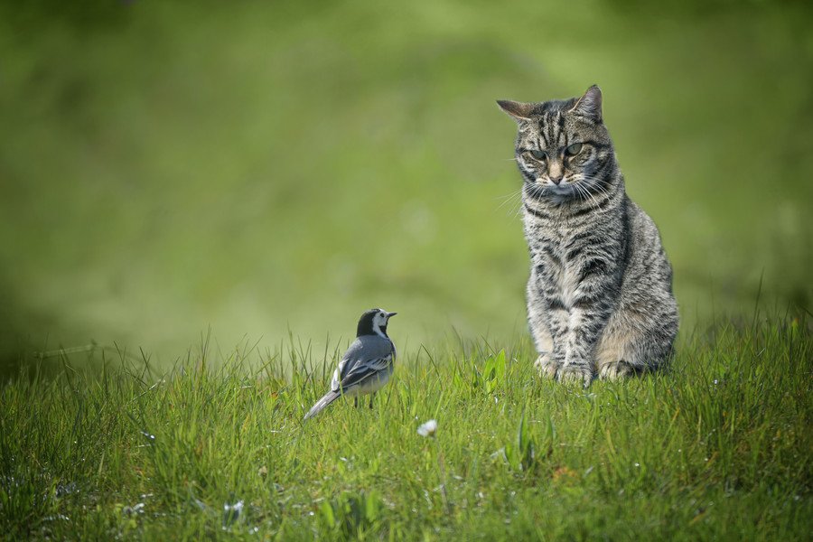 野鳥と対峙する猫