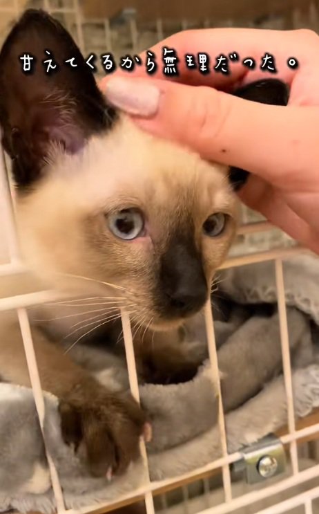 頭を撫でられているシャムネコの子猫
