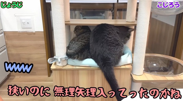 キャットタワーにいる猫と入ろうとする猫
