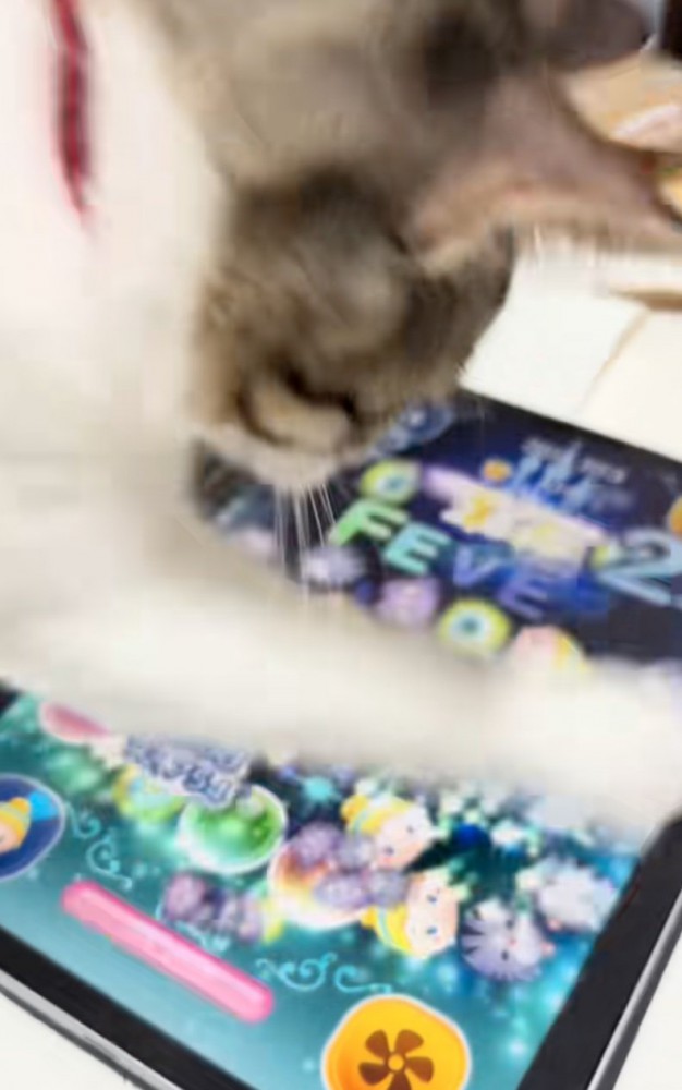 フィーバータイム