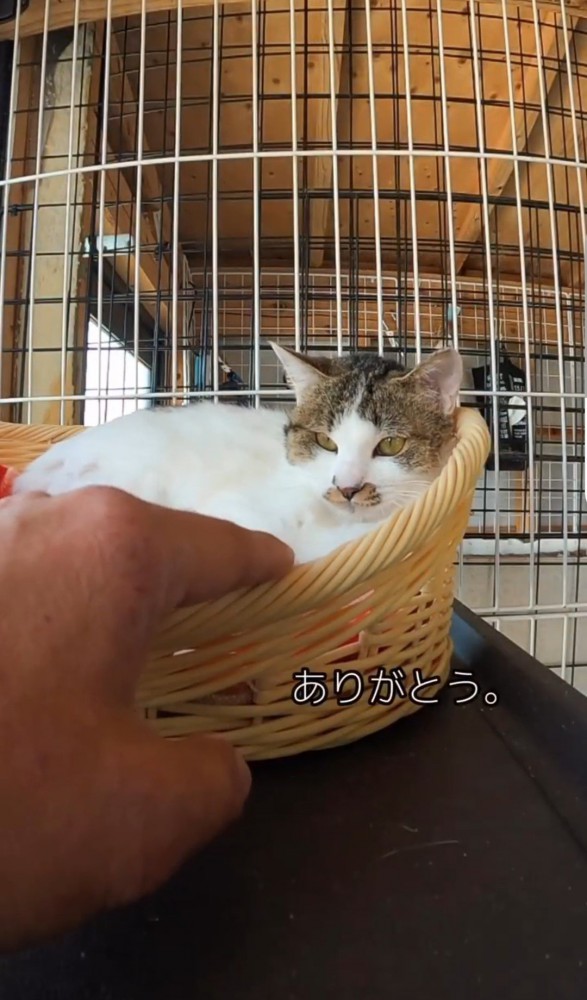 猫のカゴに手をのばす人