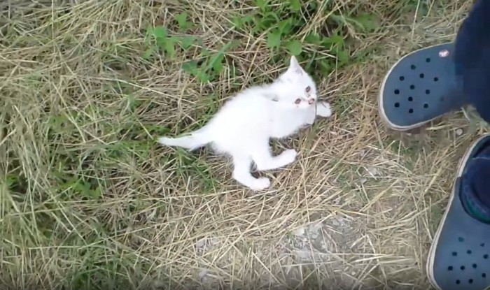 茂みから出てきた子猫