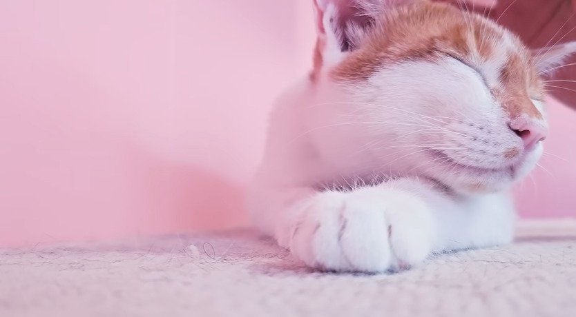 目を閉じる子猫