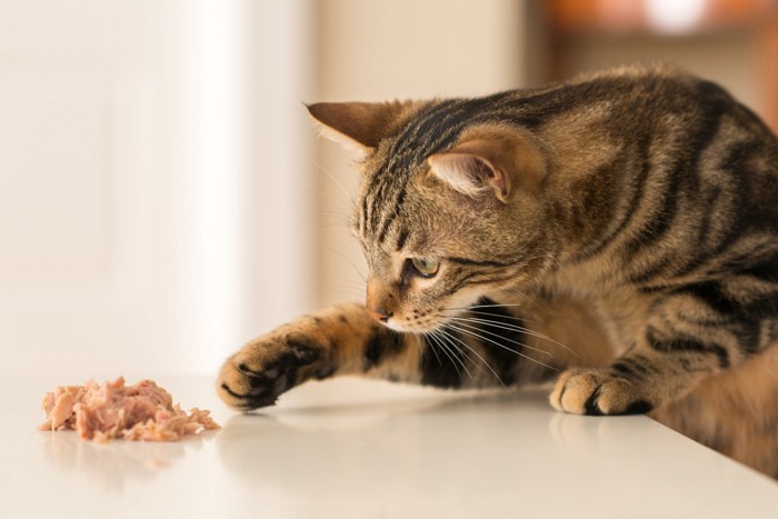 食べ物に手を伸ばす猫