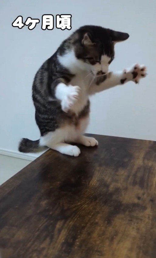 後ろ足を踏ん張る猫