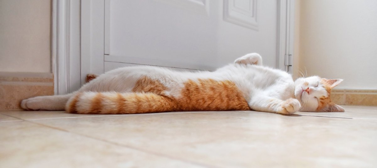 ドアの前で寝転ぶ猫