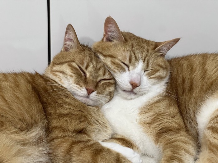 顔をくっつけて眠る猫2匹