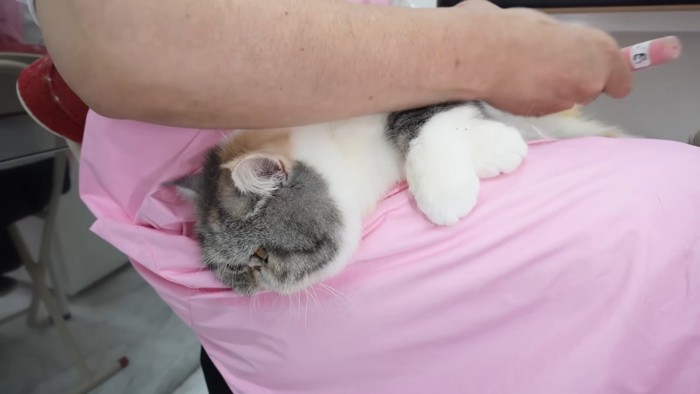 下を見ている猫