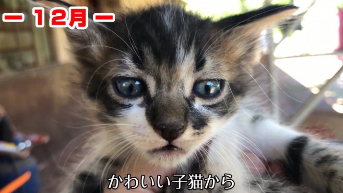テロップ「かわいい子猫から」