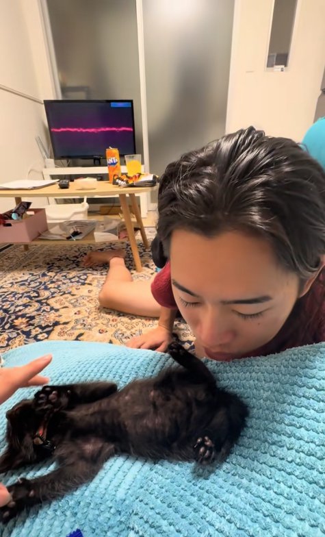 飼い主の近くでへそ天をして右前足を触られている子猫