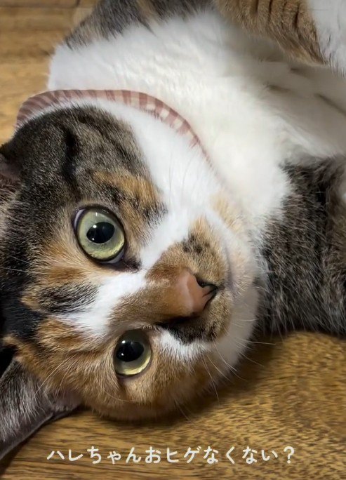 床に寝そべっている猫