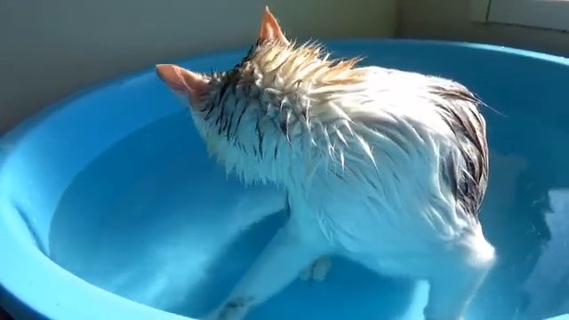 浴槽 後ろを振り向く猫