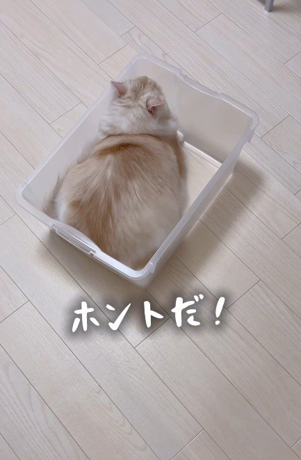 ケースに入る猫