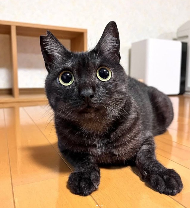 黒い猫