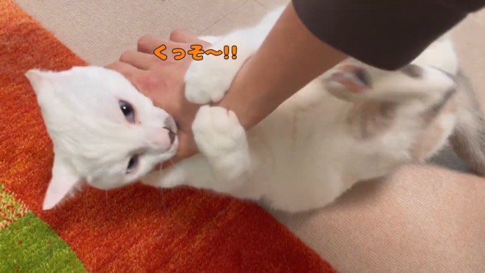 次男さんの手に噛み付きケリケリするハクちゃん