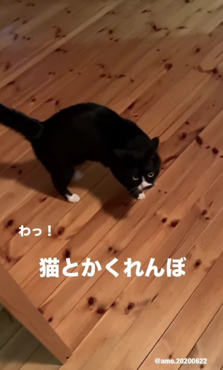 突然現れたあもちゃん