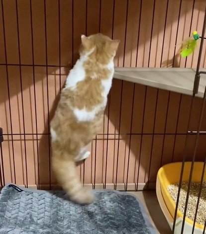 フェンスに足をかける猫