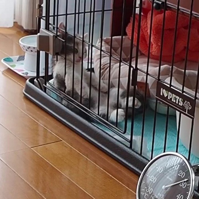 後ろに倒れそうな子猫
