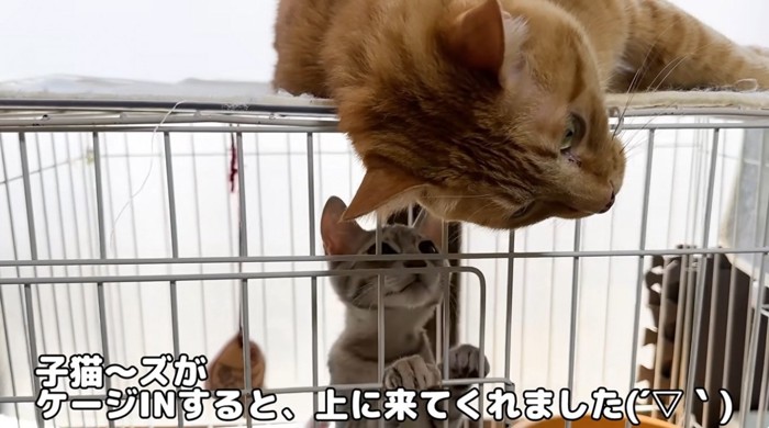 ケージの中の子猫とケージの上に乗っている猫