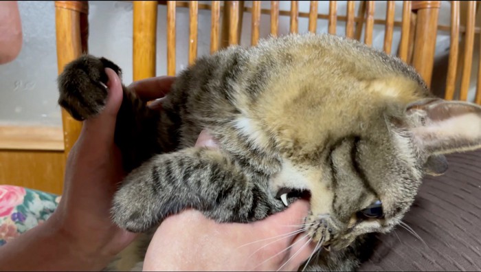 男性の指を甘噛みする猫