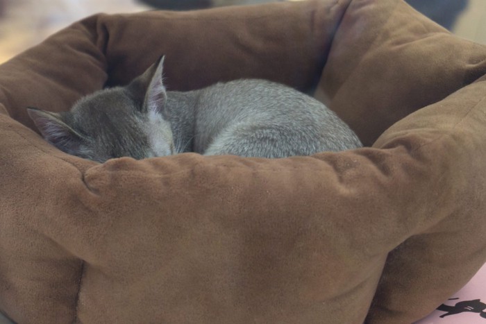 寝床で丸まる猫