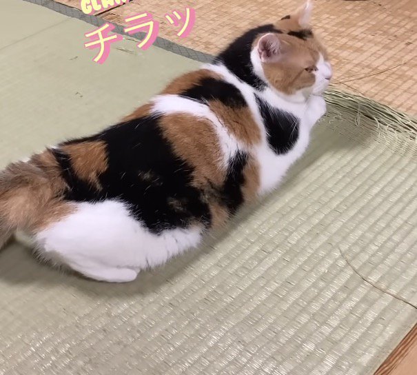 再度チラ見写真