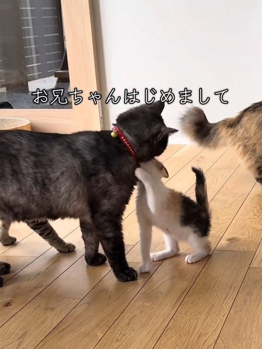 黒い猫に近づく子猫