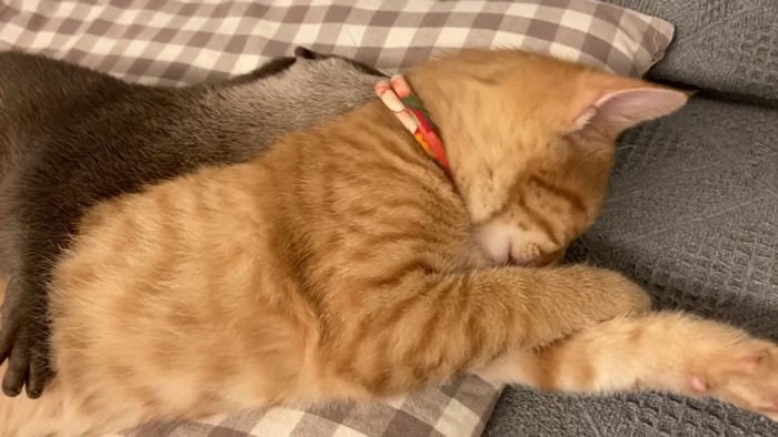 横になる子猫とカワウソ