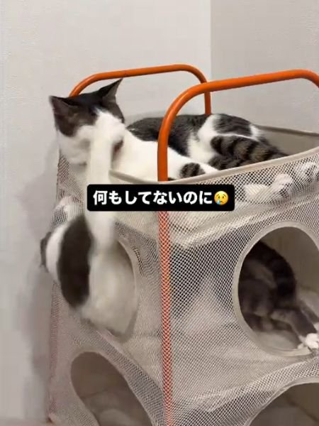 下段の猫の前足が上段の猫の顔の中央に当たる様子