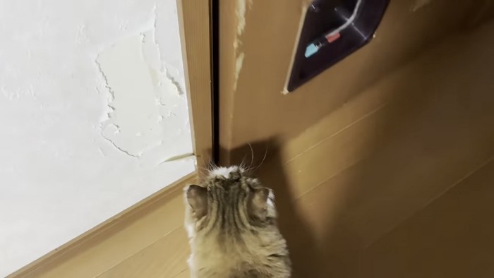 ドアを見つめる猫の写真2