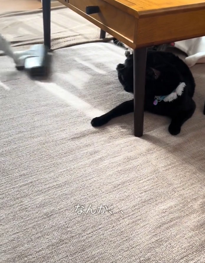 掃除機中もくつろぐナチくん