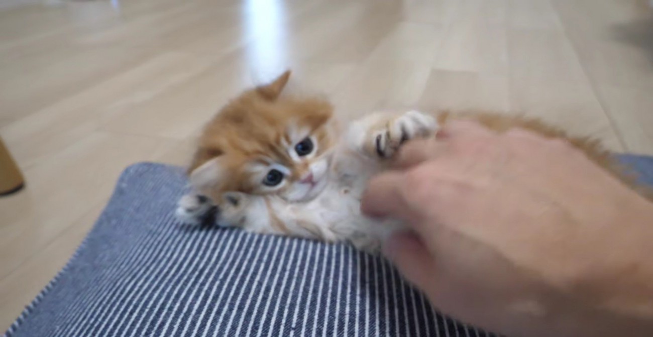 飼い主さんの手に触れて感触を確かめる赤ちゃん