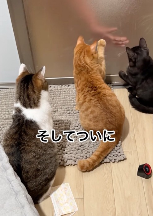 ドア越しに遊ぶ猫たち