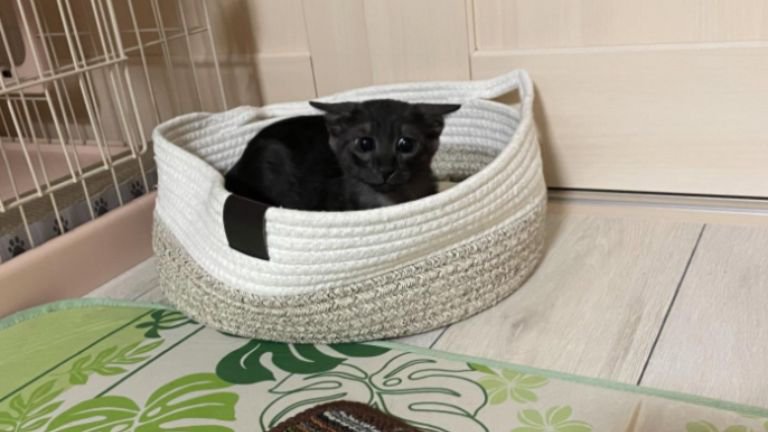 遊んでいる子猫