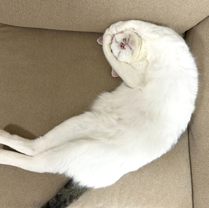 OKポーズで眠る猫