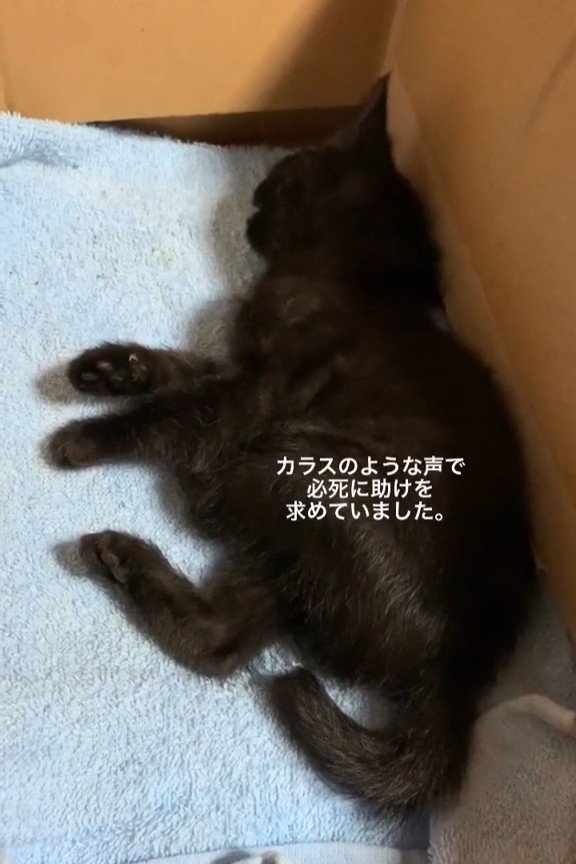 横になっている子猫