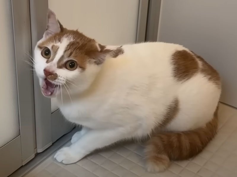 鳴き叫ぶ猫