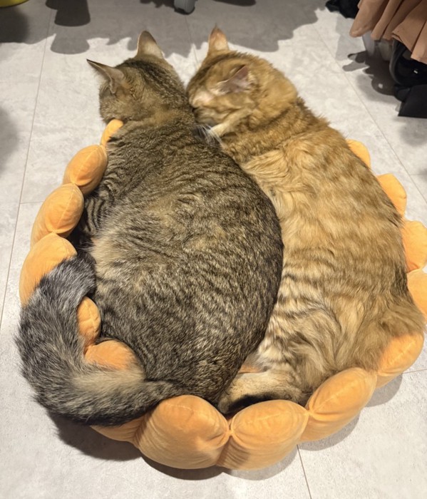 ベッドに入った猫