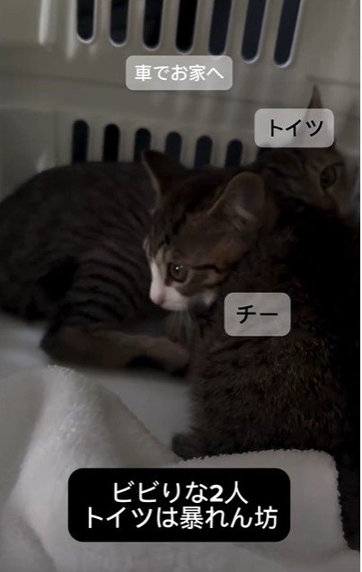 キャリーの中にいる2匹の子猫