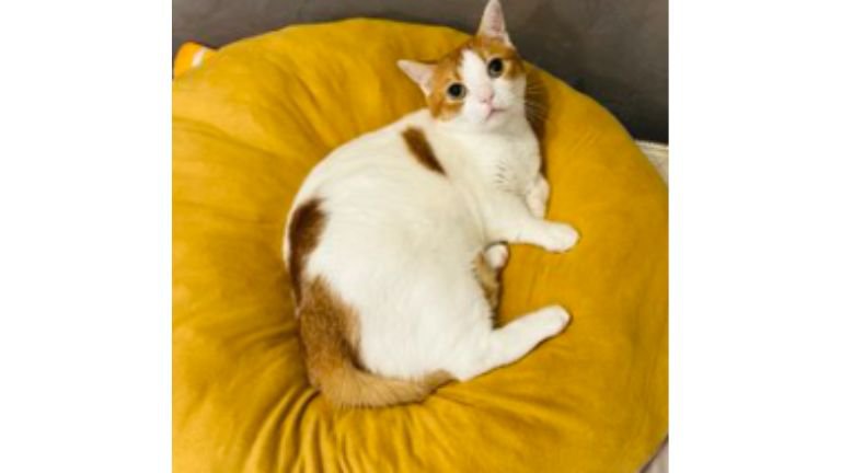 クッションに座る猫