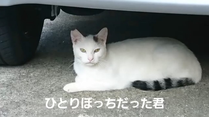車の下にいる猫