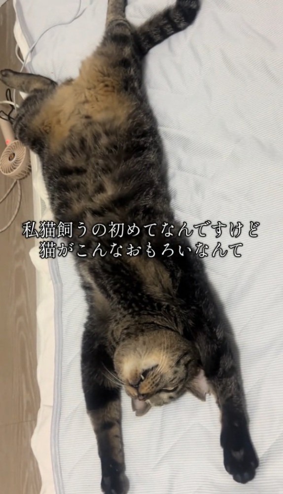 足を広げて眠る猫