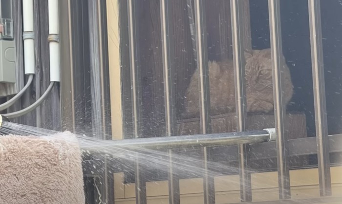 窓越しに外を見る1匹の猫